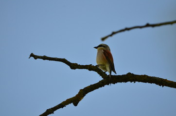 Pie-grièche écorcheur (Lanius collurio)