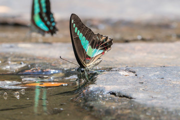 Beautiful Common Blue Bottle butterfly  in nature background.