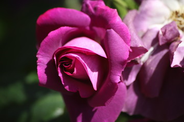 Fioletowa róża makro