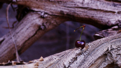 CEREZA