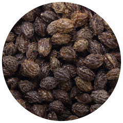 pawpaw seeds background