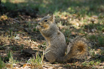 Naklejka na ściany i meble Cute squirrel eating in the park
