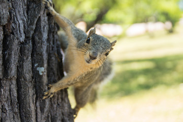 Cute squirrel on the tree in the park
