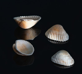 seashells on a beautiful background