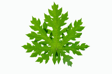 papaya leaf on isolate white background