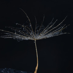 flowers roses on a beautiful background
