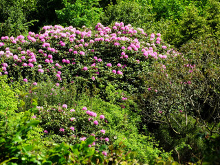 Rhododendron mit pinkfarbenen Blüten