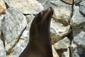 Sealions on display at the zoo