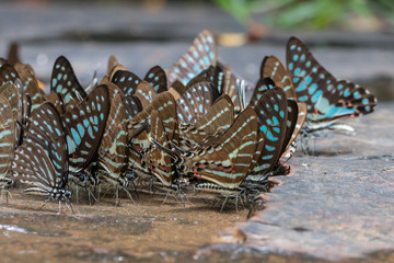 Selective focus Butterflies on the ground and flying in nature background.Blurred Tailed Jay butterflies (Graphium agamemnon) in green forest.
