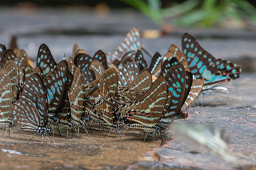 Selective focus Butterflies on the ground and flying in nature background.Blurred Tailed Jay butterflies (Graphium agamemnon) in green forest. - Powered by Adobe
