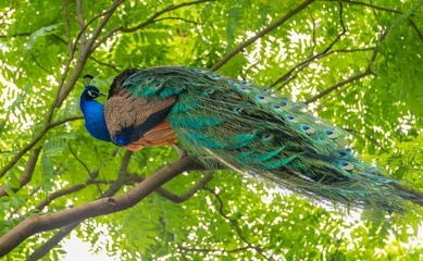 Deurstickers A beautiful peacock parked on a branch. © Weiming