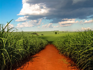 sugar cane field in Brazil