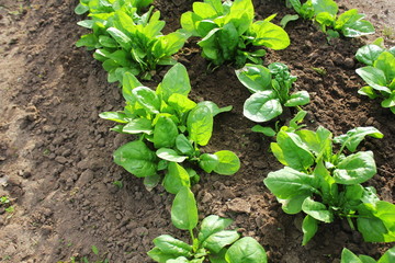 Fresh organic leaves of spinach in the garden
