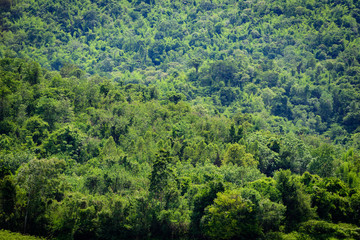 The landscape of nature with mountain and forest in the morning.