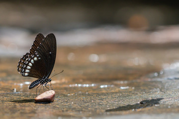 Fototapeta na wymiar A beautiful Burmese Raven butterfly in the nature background.Papilio mahadeva butterfly.