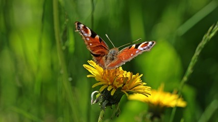Tagpfauenauge (Aglais io) auf Löwenzahnblüte