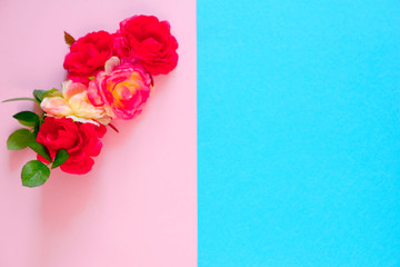 Red flowers pink on pink and blue background. Women's day. Place for your text and advertising.