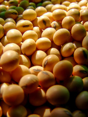 Brazilian soybean seeds background with selective focus