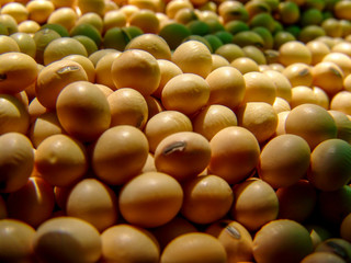 Brazilian soybean seeds background with selective focus