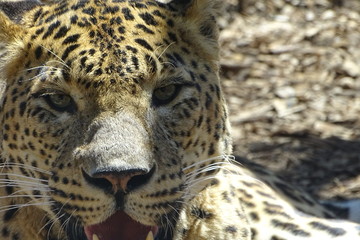 Fototapeta na wymiar Beautiful leopard with its mouth open