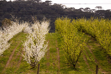 landscape with trees