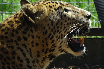 Beautiful leopard with its mouth open