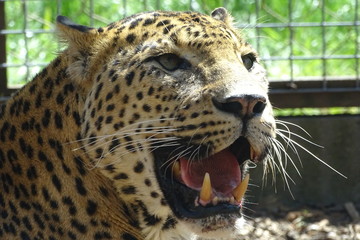Beautiful leopard with its mouth open