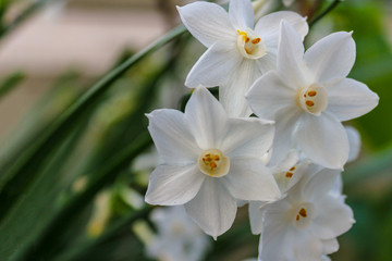 Fototapeta na wymiar Blooming white daffodils flowers in a garden Shallow depth of field background