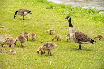 Adult Canadian goose looking after many goslings