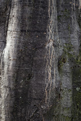 Natural Textures Tree Bark