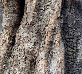 Natural Textures Tree Bark