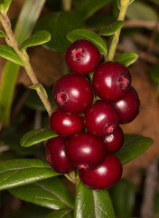 branch of cowberry on green grass background