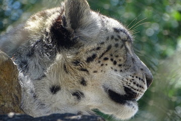 Beautiful snow leopard at the zoo