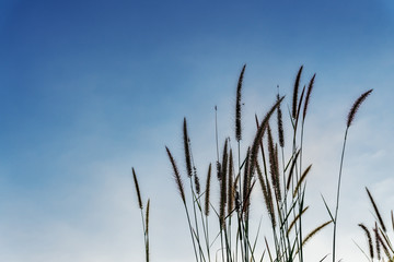 Grass flower with color of sky sunset