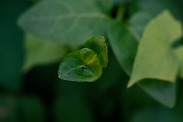 green leaf plant being born