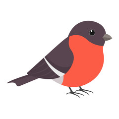Bullfinch, cute bird. Isolated vector illustration