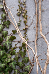 Mossy Textured Weathered Concrete Wall
