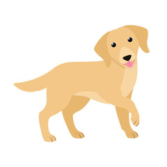 Golden Retriever. Cute purebred dog. Isolated vector illustration