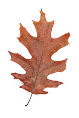 Autumn oak leaf dry brown