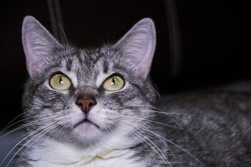 Pet looks close-up. Big green cat eyes. Face gray striped cat with big ears. Kitty portrait