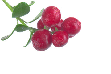 Cowberry Lingonberry (Vaccinium vitis-idaea) isolated on white background