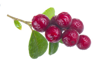 Cowberry Lingonberry (Vaccinium vitis-idaea) isolated on white background