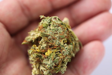 dry cannabis bud medical drug