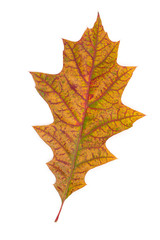 Oak leaf dry multicolored