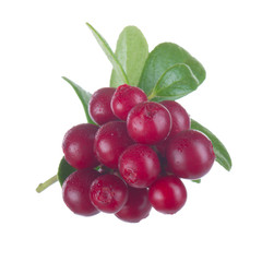 Cowberry Lingonberry (Vaccinium vitis-idaea) isolated on white background