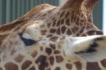 Beautiful giraffe at the zoo