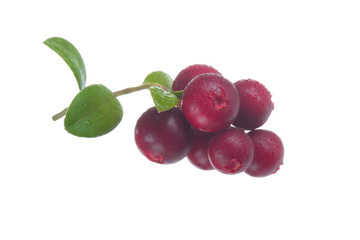 Cowberry Lingonberry (Vaccinium vitis-idaea) isolated on white background