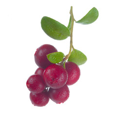 Cowberry Lingonberry (Vaccinium vitis-idaea) isolated on white background