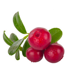 Cowberry Lingonberry (Vaccinium vitis-idaea) isolated on white background