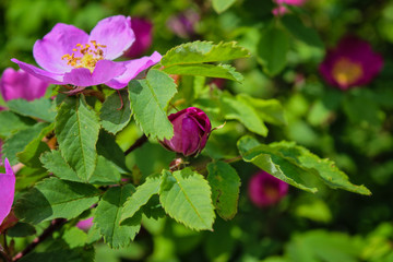 Blooming branches of wild rose on a blurred background. Beautiful pink wild rose flower with...